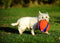 Chuckit! Kauwspeelgoed Kick fetch - Small - Hondenspeelgoed - Hondenbal - Chuckit bal - Oranje/Blauw - ø 14 cm - 1 ST