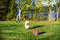 Chuckit! Kauwspeelgoed Kick fetch - Small - Hondenspeelgoed - Hondenbal - Chuckit bal - Oranje/Blauw - ø 14 cm - 1 ST