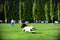 Chuckit! Paraflight - Hondenspeelgoed - Hondenspeeltje - Frisbee - Small - Ø16 cm - Blauw/Oranje
