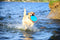 Chuckit! Paraflight - Hondenspeelgoed - Hondenspeeltje - Frisbee - Large - Ø25 cm - Blauw/Oranje