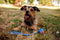 Chuckit! Ultra Ball – Hondenspeelgoed – Hondenbal – Apporteerspeelgoed – Duurzaam rubber - M – Ø 6 cm – Oranje/Blauw - 1 Stuks