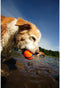 Chuckit! Ultra Ball – Hondenspeelgoed – Hondenbal – Apporteerspeelgoed – Duurzaam rubber - M – Ø 6 cm – Oranje/Blauw - 1 Stuks