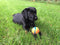 Chuckit! Ultra Ball – Hondenspeelgoed – Hondenbal – Apporteerspeelgoed – Duurzaam rubber - M – Ø 6 cm – Oranje/Blauw - 1 Stuks