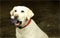 Chuckit! Ultra Squeaker Bal - Hondenspeelgoed - Hondenbal - Duurzaam rubber - Large - Ø7 cm - Blauw/Oranje - 1 Stuks