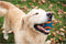 Chuckit! Ultra Squeaker Bal - Hondenspeelgoed - Hondenbal - Duurzaam rubber - Small - Ø5 cm - Blauw/Oranje - 1 Stuks