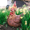 Tuinfiguur broedende kip | bruin | 24x18x20cm