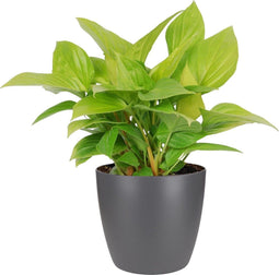 Homalomena Lemon Lime in ELHO sierpot (antraciet)
