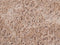 CIDE - Shaggy vloerkleed - Beige - 140 cm - Polyester