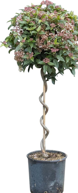 2 stuks! Sneeuwbal spiraal Viburnum tinus 90 cm