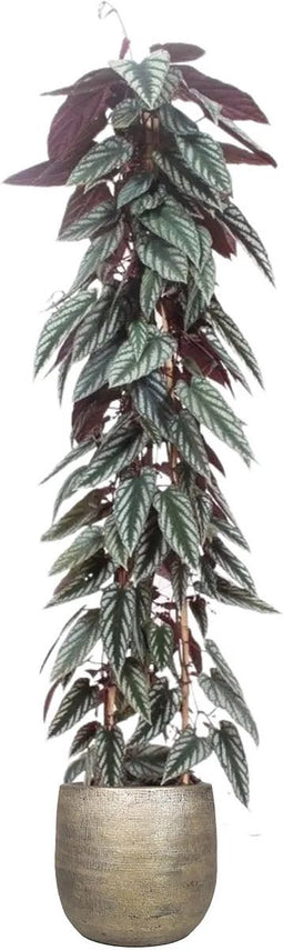 Cissus discolor (piramide) in Mira sierpot (goudkleurig) ↨ 150cm - hoge kwaliteit planten