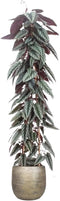 Cissus discolor (piramide) in Mira sierpot (goudkleurig) ↨ 150cm - hoge kwaliteit planten