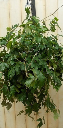 Cissus rhombifolia