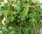 Cissus rhombifolia