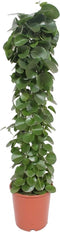 Cissus rotundifolia (gaasrek) ↨ 120cm - hoge kwaliteit planten
