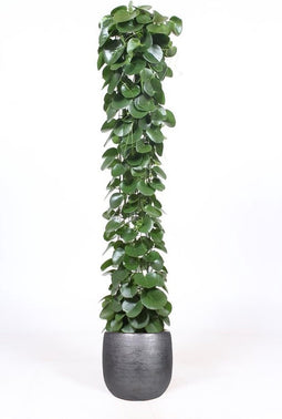 Cissus rotundifolia in Mira sierpot (zwart) ↨ 160cm - hoge kwaliteit planten