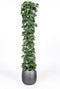 Cissus rotundifolia in Mira sierpot (zwart) ↨ 160cm - hoge kwaliteit planten
