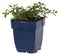 Cistrusroos (Cistus) 'Obtusifolius' | 1 stuk | groenblijvende vaste plant | wintergroen | Rotsplant | plant voor rotstuin | alpine plant | 11x11 cm Kwekerspot