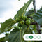 Vijgenboom 20/25 cm Ficus carica 162,5 cm