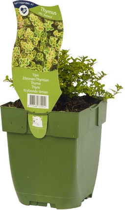 Citroen tijm kruid Thymus citriodorus. AureusGriffioen