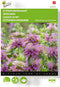 Citroenbergamot ( Monarda citriodora)