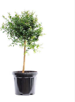 Citrus Australasica ↨ 70cm - hoge kwaliteit planten