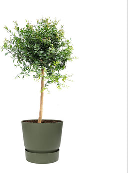 Citrus Australasica in ELHO outdoor sierpot Greenville Rond (groen) ↨ 70cm - hoge kwaliteit planten