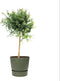 Citrus Australasica in ELHO outdoor sierpot Greenville Rond (groen) ↨ 70cm - hoge kwaliteit planten