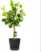 Citrus Bergamot in ELHO outdoor sierpot Greenville Rond (zwart) ↨ 85cm - hoge kwaliteit planten