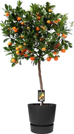 Citrus Calamondin in ELHO outdoor sierpot Greenville Rond (zwart) ↨ 85cm - hoge kwaliteit planten