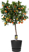 Citrus Calamondin in ELHO outdoor sierpot Greenville Rond (zwart) ↨ 85cm - hoge kwaliteit planten