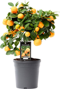 Citrus Calamondin