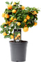 Citrus Calamondin