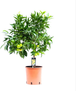Citrus Clementine ↨ 65cm - hoge kwaliteit planten
