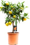 Citrus Clementine ↨ 65cm - hoge kwaliteit planten