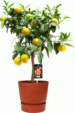 Citrus Clementine in ELHO outdoor sierpot Greenville Rond (brique) ↨ 85cm - hoge kwaliteit planten