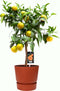 Citrus Clementine in ELHO outdoor sierpot Greenville Rond (brique) ↨ 85cm - hoge kwaliteit planten