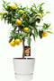 Citrus Clementine in ELHO outdoor sierpot Greenville Rond (wit) ↨ 85cm - hoge kwaliteit planten