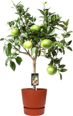 Citrus Grapefruit op stam in ELHO outdoor sierpot Greenville Rond (brique) – ↨ 80cm – ⌀ 25cm
