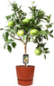 Citrus Grapefruit op stam in ELHO outdoor sierpot Greenville Rond (brique) – ↨ 80cm – ⌀ 25cm