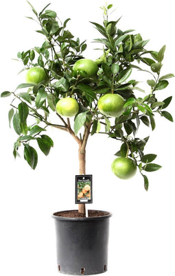Citrus Grapefruit op stam