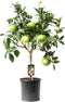 Citrus Grapefruit op stam