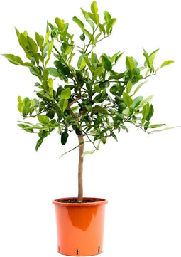 Citrus Hystrix