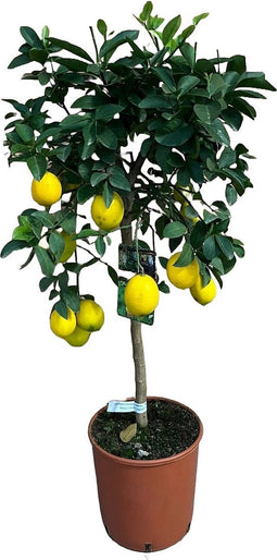 Citrus lemon