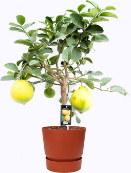 Citrus Lipo op stam in ELHO outdoor sierpot Greenville Rond (brique) ↨ 85cm - hoge kwaliteit planten