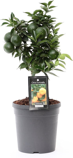 Citrus Mandarin ↨ 45cm - hoge kwaliteit planten