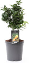 Citrus Mandarin ↨ 45cm - hoge kwaliteit planten