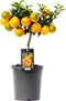 Citrus Mandarin ↨ 45cm - hoge kwaliteit planten