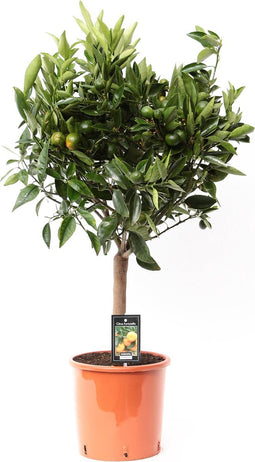 Citrus Mandarin ↨ 85cm - hoge kwaliteit planten