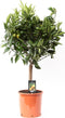 Citrus Mandarin ↨ 85cm - hoge kwaliteit planten