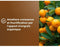 Citrus & Mediterrane Planten Grond - BRUIN GOUD - OBRTAGR6U - 6L - Olijfbomen Palmbomen & Cycas
